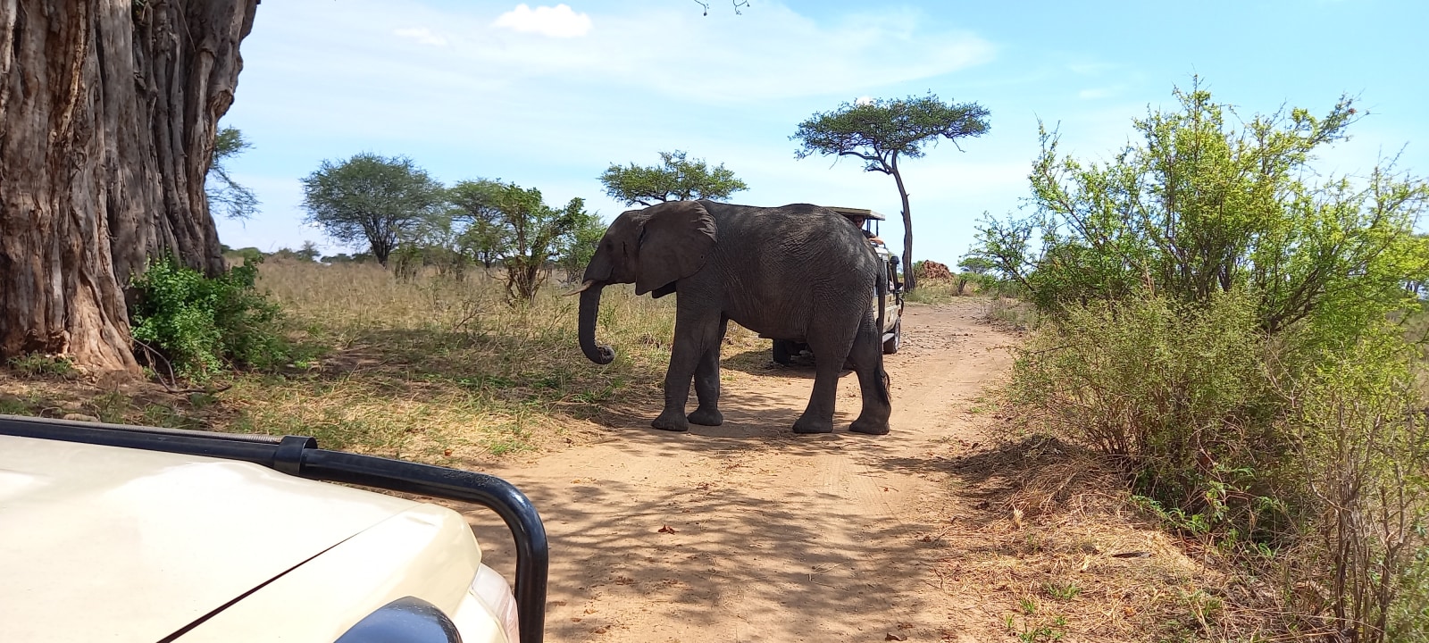 Tarangire National Park baobab shades, Ngorongoro Crater floor, Serengeti National Park endless plains, Stone Town seafront