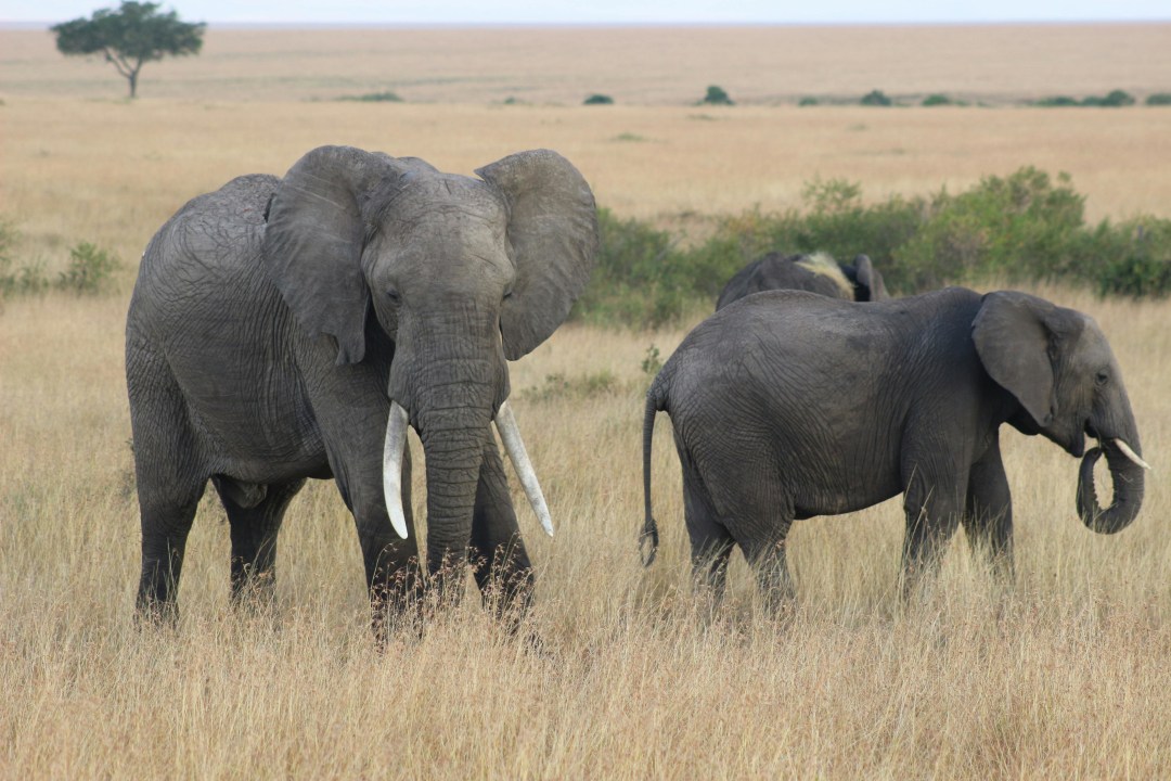 Tarangire National Park baobabs, Serengeti National Park plains, Ngorongoro Crater floor, Lake Eyasi cultural encounters
