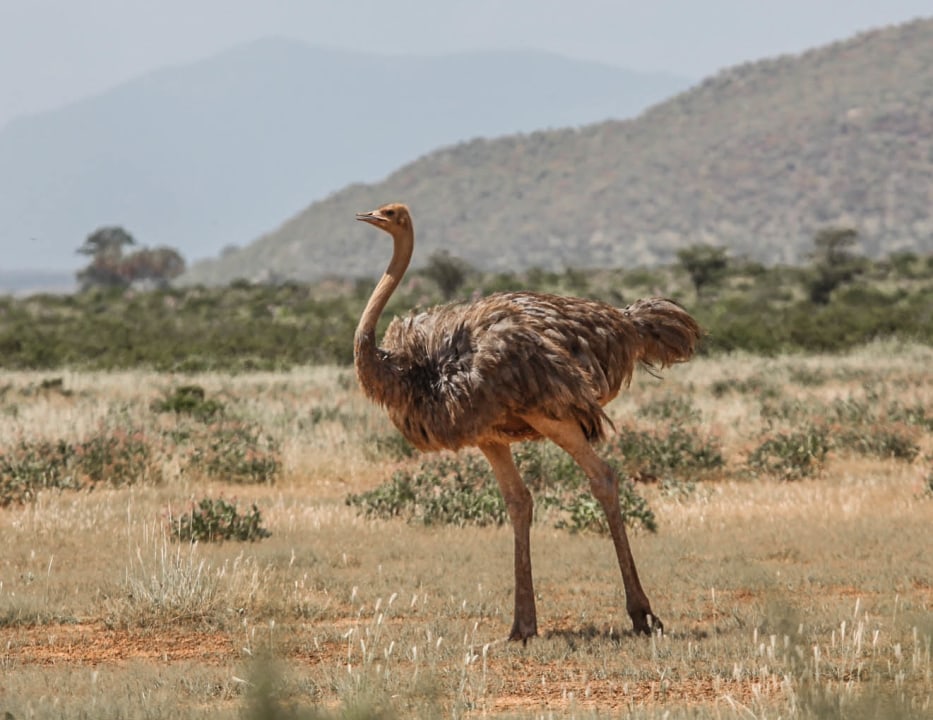 Samburu National Reserve, Thomson Falls, Lake Naivasha boat ride, Masai Mara