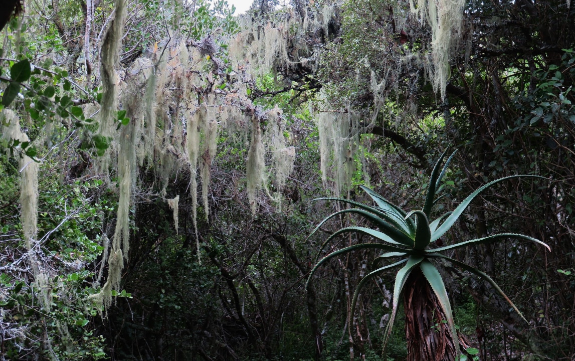 Maitland Nature Reserve, coastal forest, thicket, dune fynbos