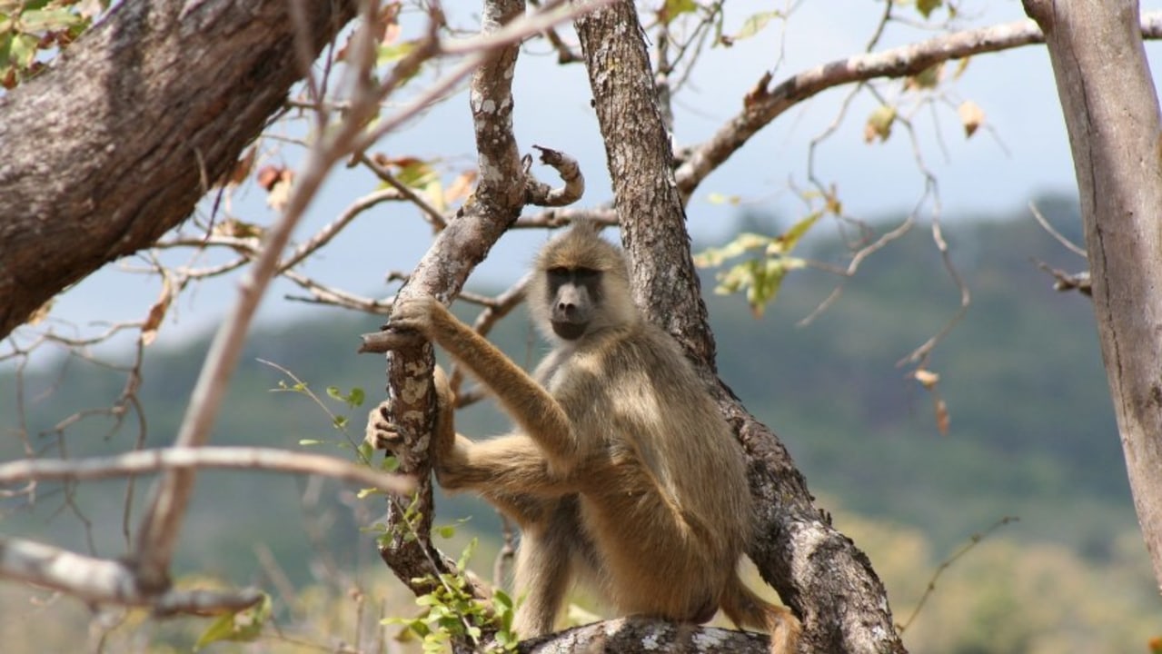 Serengeti National Park, Naabai kopje, Ngorongoro Crater, Soda Lake