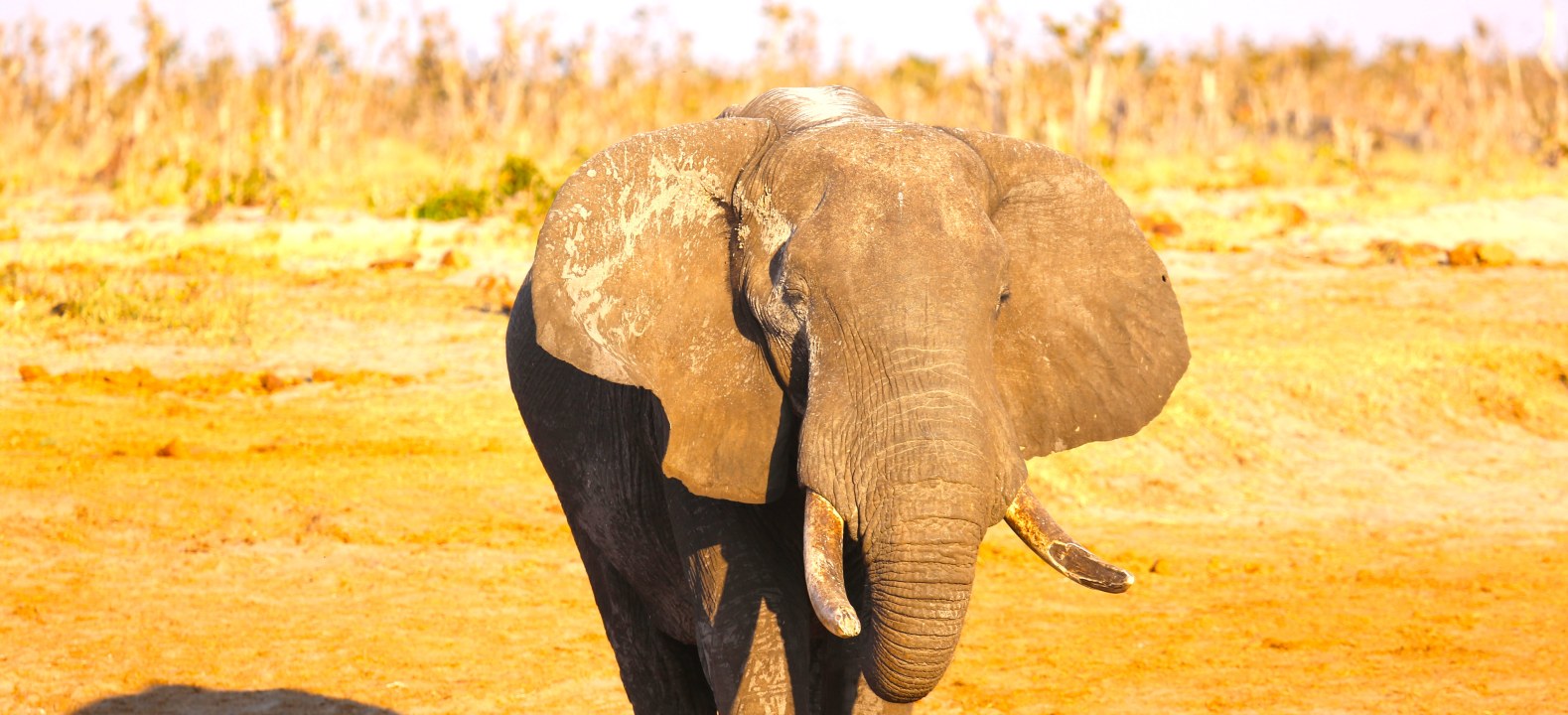 Zambezi River sunset, Chobe River wildlife, Victoria Falls and the big baobab tree