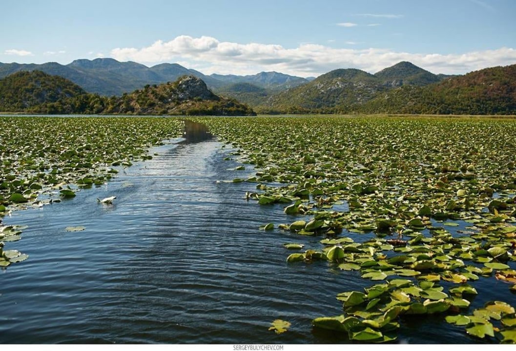 Lake Skadar (Montenegro), 065 45 Plavnica, Slovakia, bird-filled skies