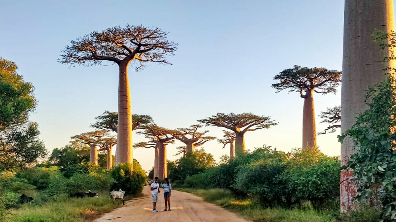 Lemurs' Park, Geyser (Cure Water), Avenue of the Baobabs, Morondava Beach