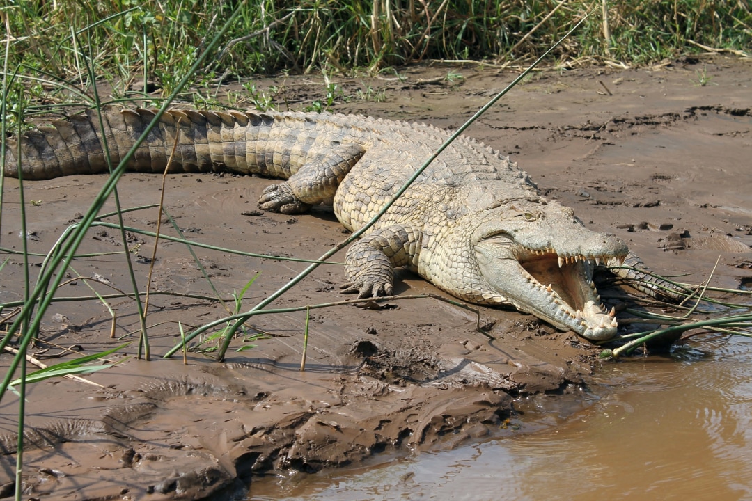 Dorze Village, Chamo Lake, Mago Park, Omo River