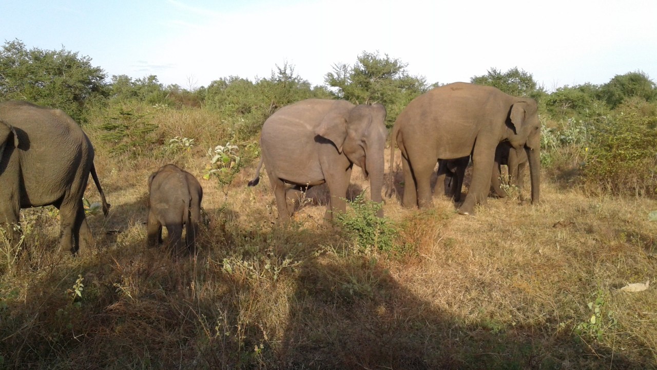 Yala National Park, Tissamaharama, Colombo