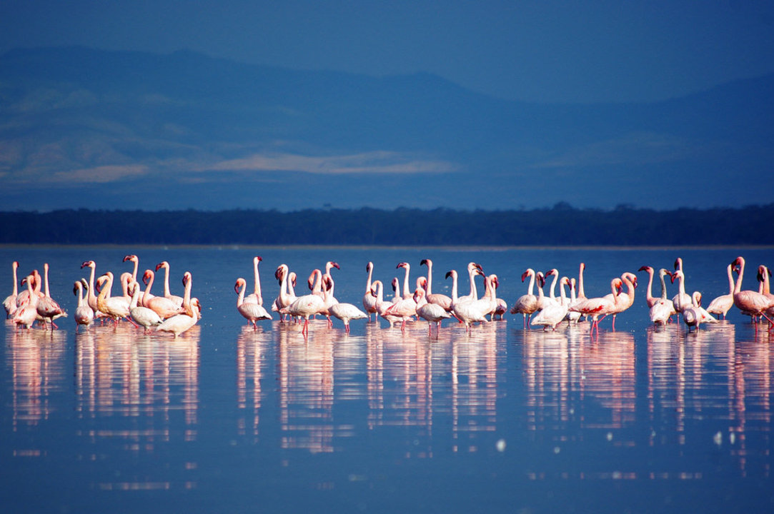 Masai Mara savannah, Lake Nakuru shorelines, Lake Naivasha wetlands, Great Rift Valley