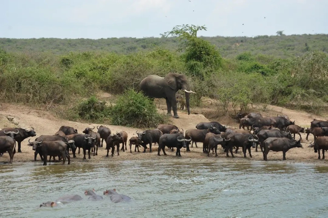 Kazinga Channel, Crater Lake, Kyambura Gorge