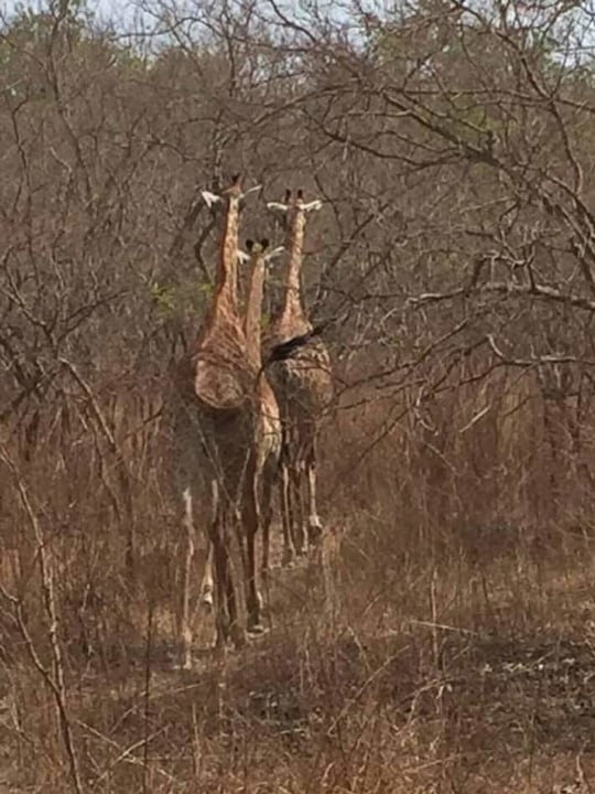 Bandia Reserve, Baobab graveyard, crocodile pond