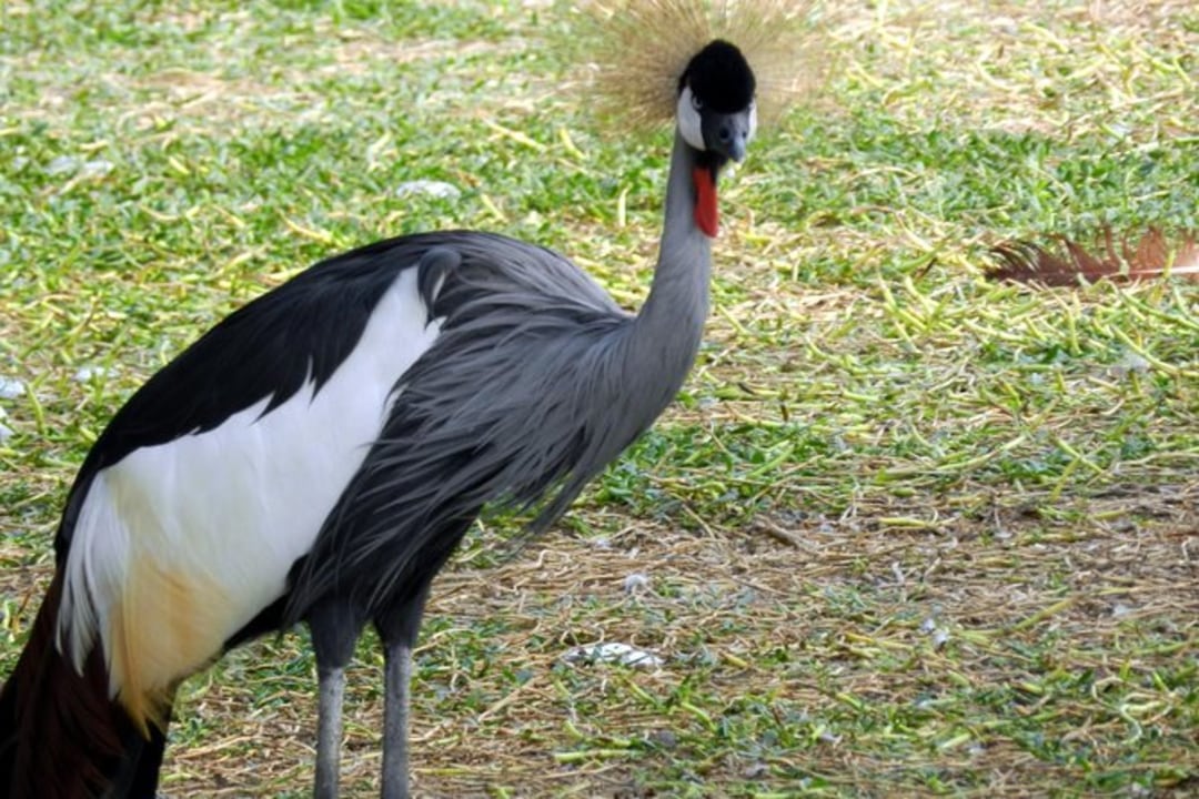 Jabel Al Dukhan, Tree of Life, Al Areen Wildlife Park