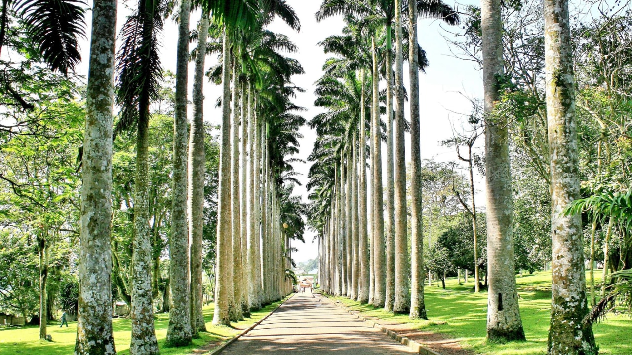 Aburi Botanical Gardens, silk cotton tree, Tetteh Quarshie Cocoa Farm near Mampon