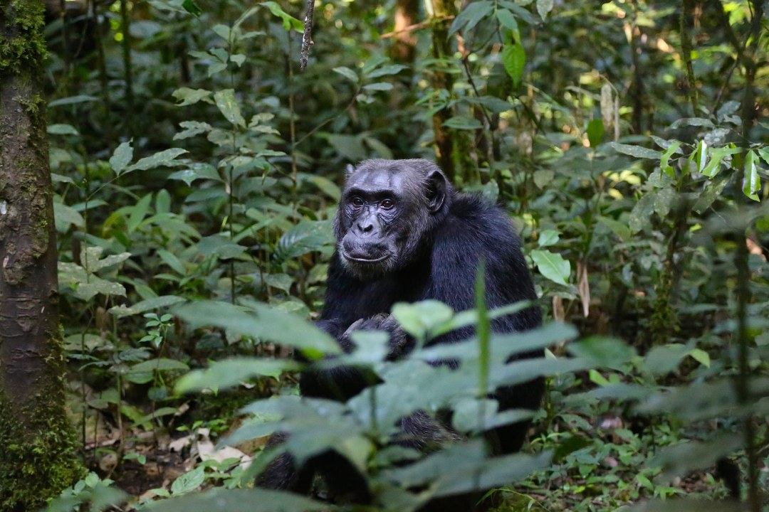 Bigodi Swamp, Top of the World craters, Lake Nkuruba, Bwindi Impenetrable National Park