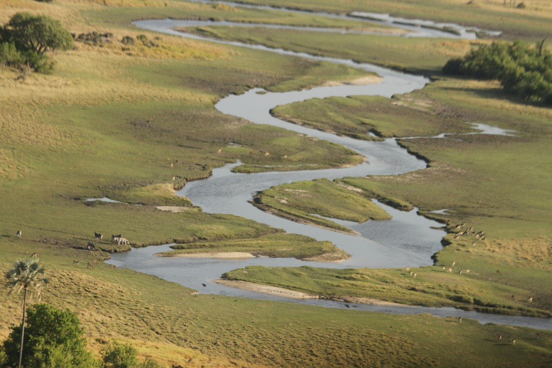 Okavango Delta channels, reeds and water lilies, Delta's islands