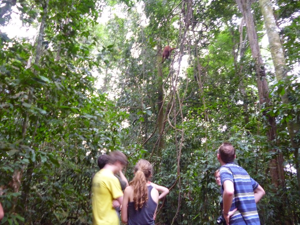Bukit Lawang jungle, Bohorok River, palm oil and rubber plantations