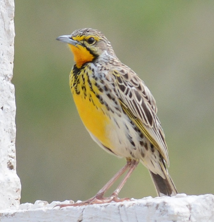 Saadani National Park coastline, Amani Nature Reserve forest canopy, Magamba Nature Forest Reserve trails, Wami River birding