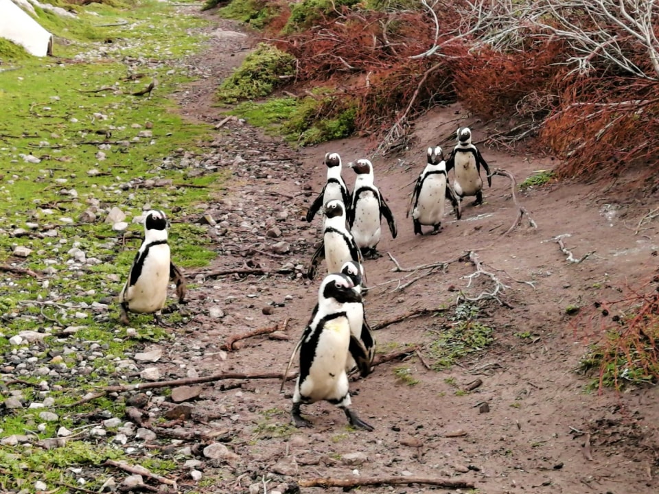 Stony Point Nature, Benguela Cove vineyards, Gansbaai shark cage dive, Cape Canopy