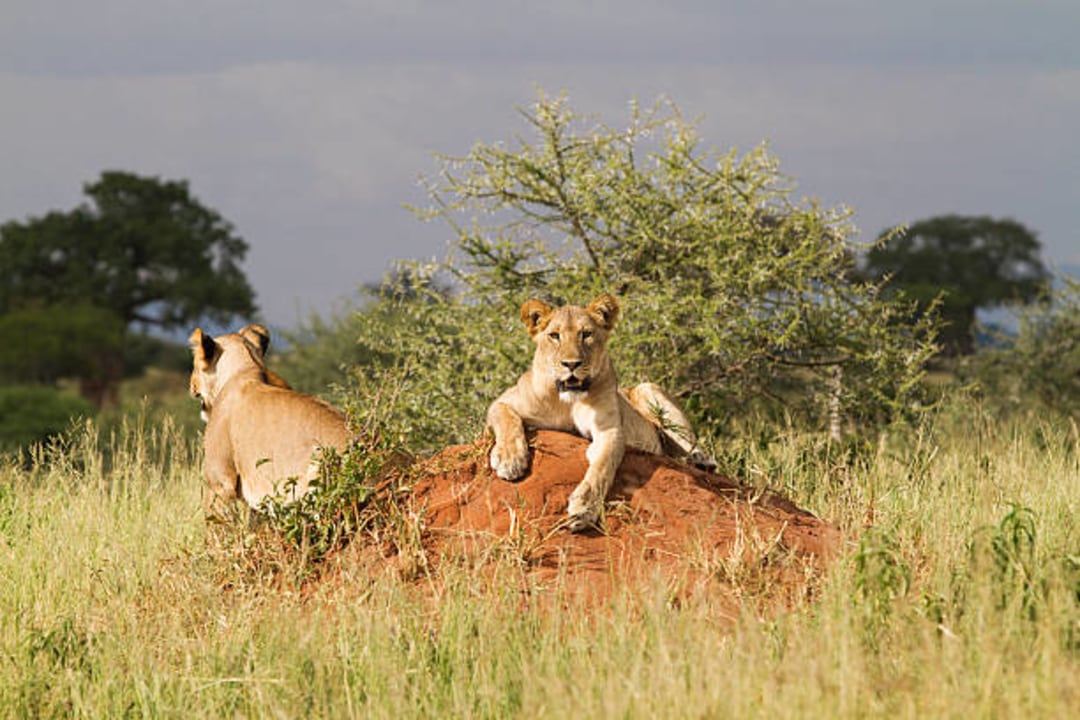 Mara River crossings, Northern Serengeti plains, Ngorongoro Crater descent