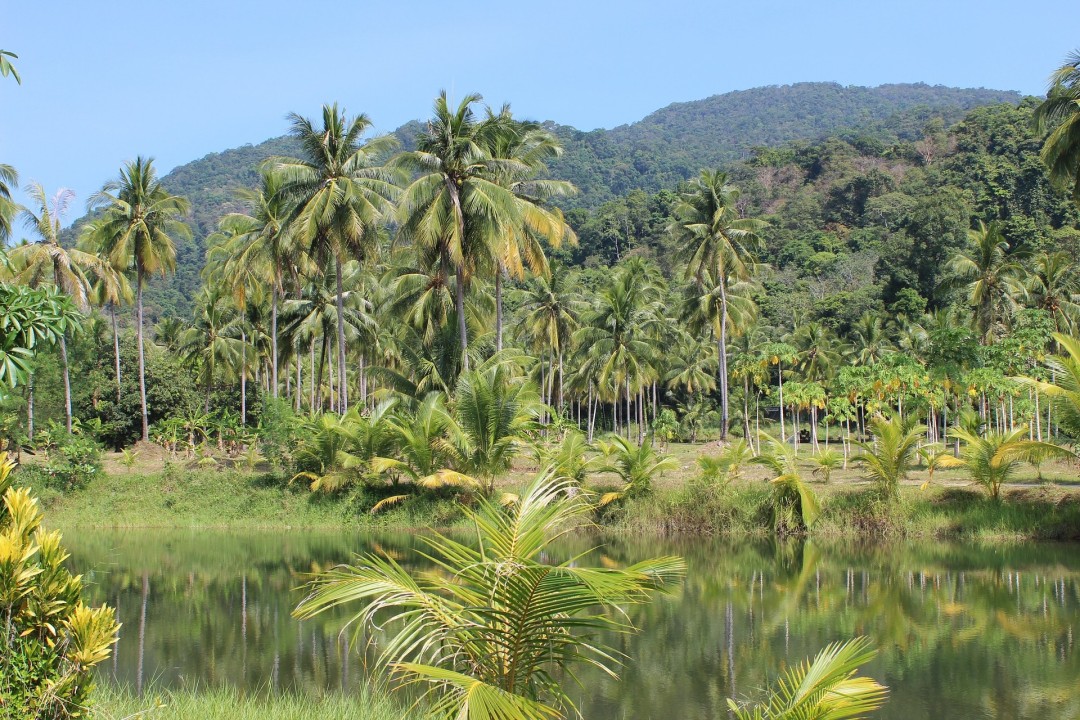 Ecuadorian Amazon rainforest, Estuary River, cocoa farm, mystical waterfall