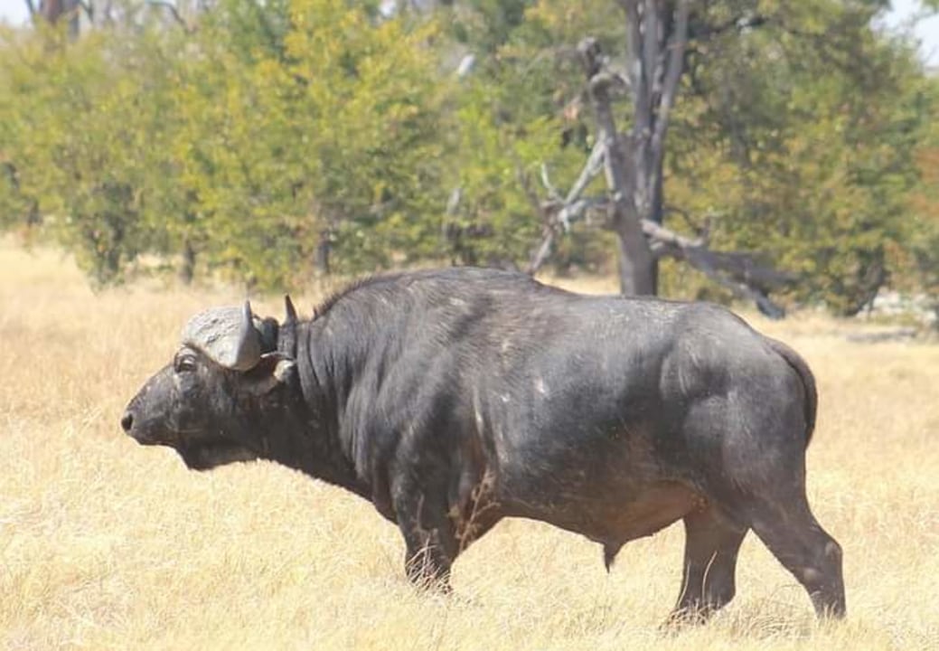 Khwai River, Maqwee Gate, Moremi Game Reserve, Maun
