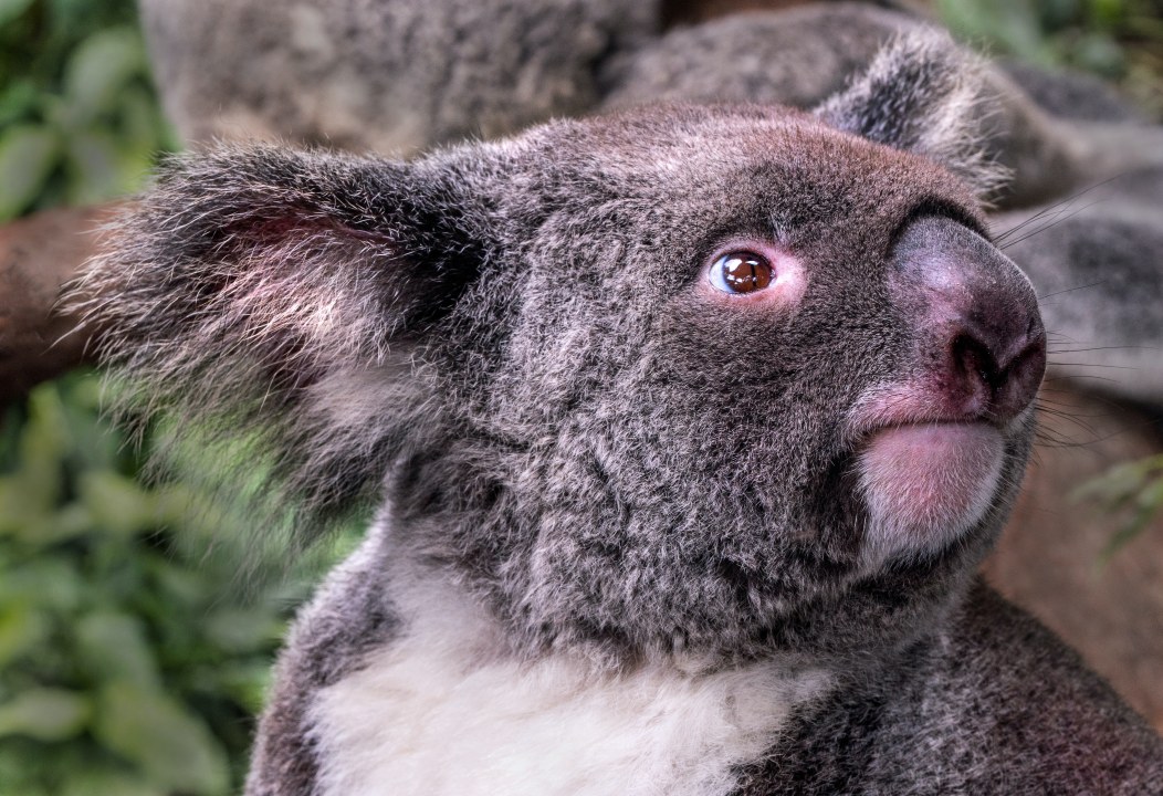 Kuranda rainforest, Army Duck tour, koalas and wallabies