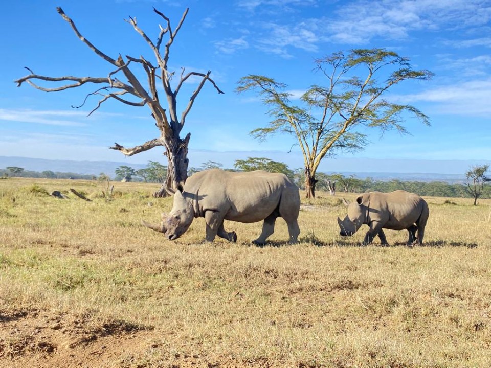 Great Rift Valley viewpoint, Masai Mara, Lake Nakuru National Park, Amboseli National Park