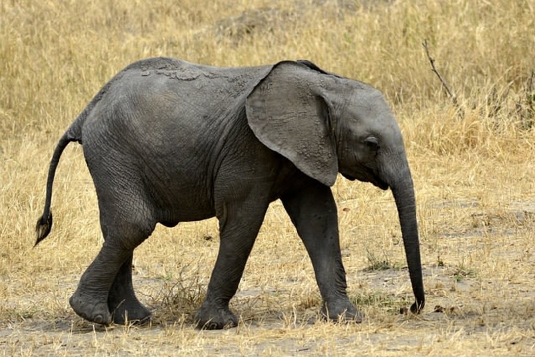 Lake Manyara National Park, tree-climbing lions, Tarangire National Park, baobab-dotted grasslands