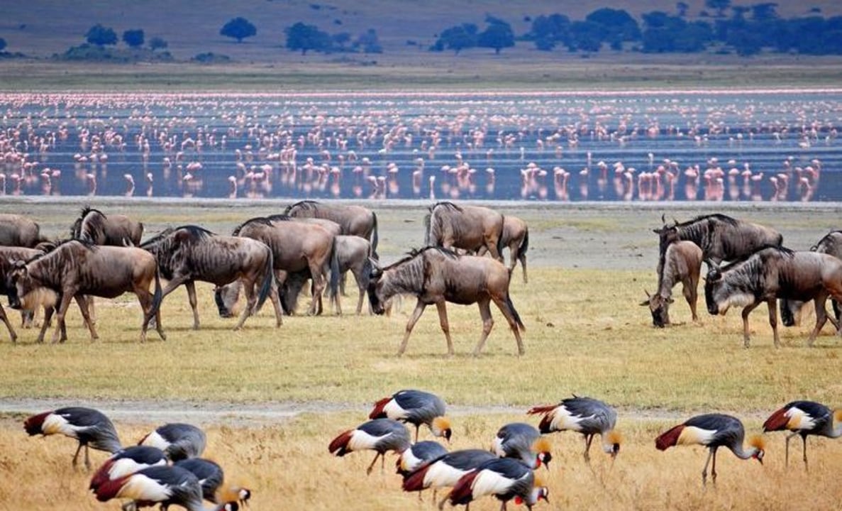 Lake Manyara National Park, Great Rift Valley escarpment, tree-climbing lions