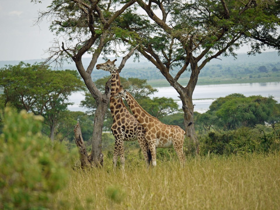 Nile boat cruise, base of Murchison Falls, Delta Point