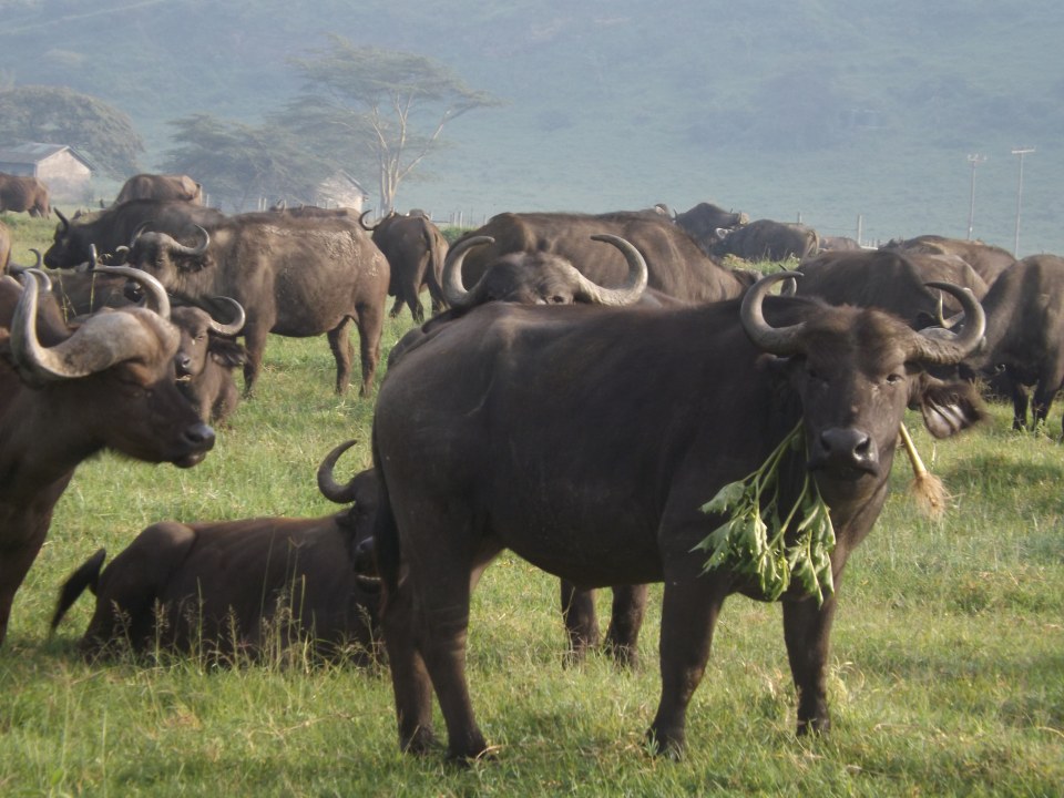 Great Rift Valley escarpment, Masai Mara plains, Samburu National Reserve, Mzima Springs