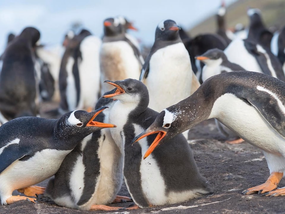 York Bay coastline, Gentoo and Magellanic penguins, Dock Pier, Stanley
