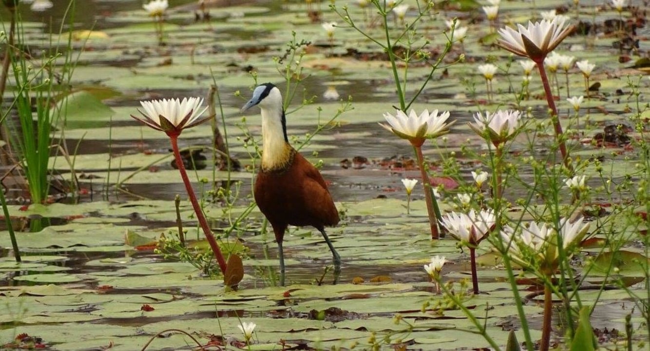 Amboseli National Park, Masai Mara grasslands, Lake Bogoria hot springs