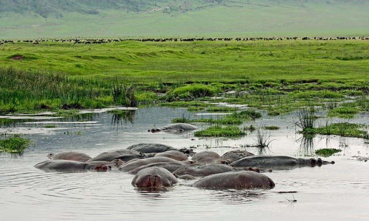 Tarangire National Park baobab savannah, Serengeti National Park open plains, Ngorongoro Crater hippo pool