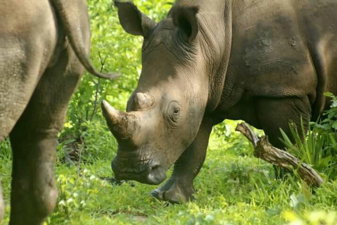 Mosi-oa-Tunya National Park, Zambezi banks, Livingstone
