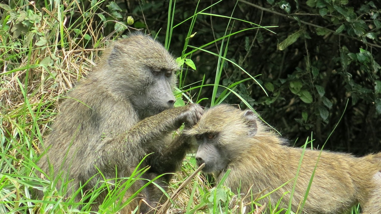 Bukit Lawang riverside, Gunung Leuser National Park jungle, Medan city