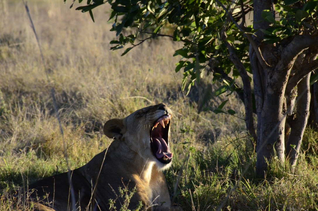 Khama Rhino Sanctuary tracks, Lekhubu Island, the white salt pans of the Makgadikgadi, Deception Valley camp