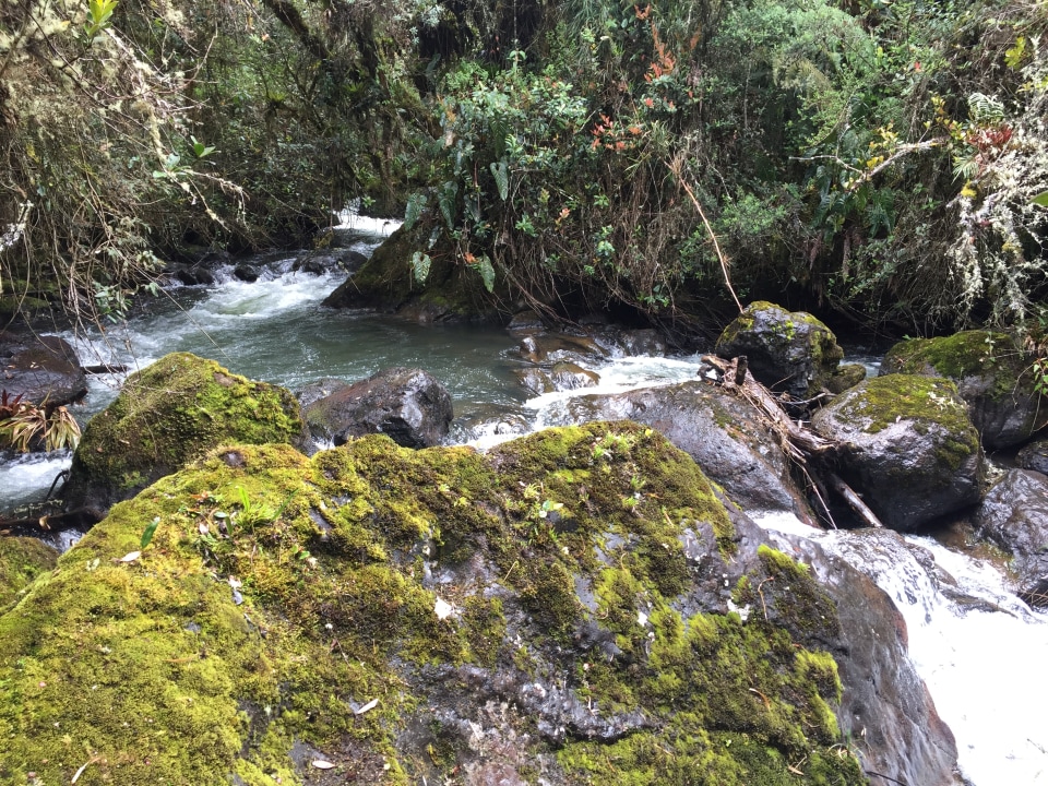 Papallacta Hot Springs, Andean Forest, Virgin of the Grasslands
