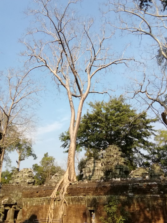 Angkor Wat sunset, Bayon Temple giant Buddhas, Banteay Srei pink sandstone carvings, Kbal Spean riverbed of a thousand lingas