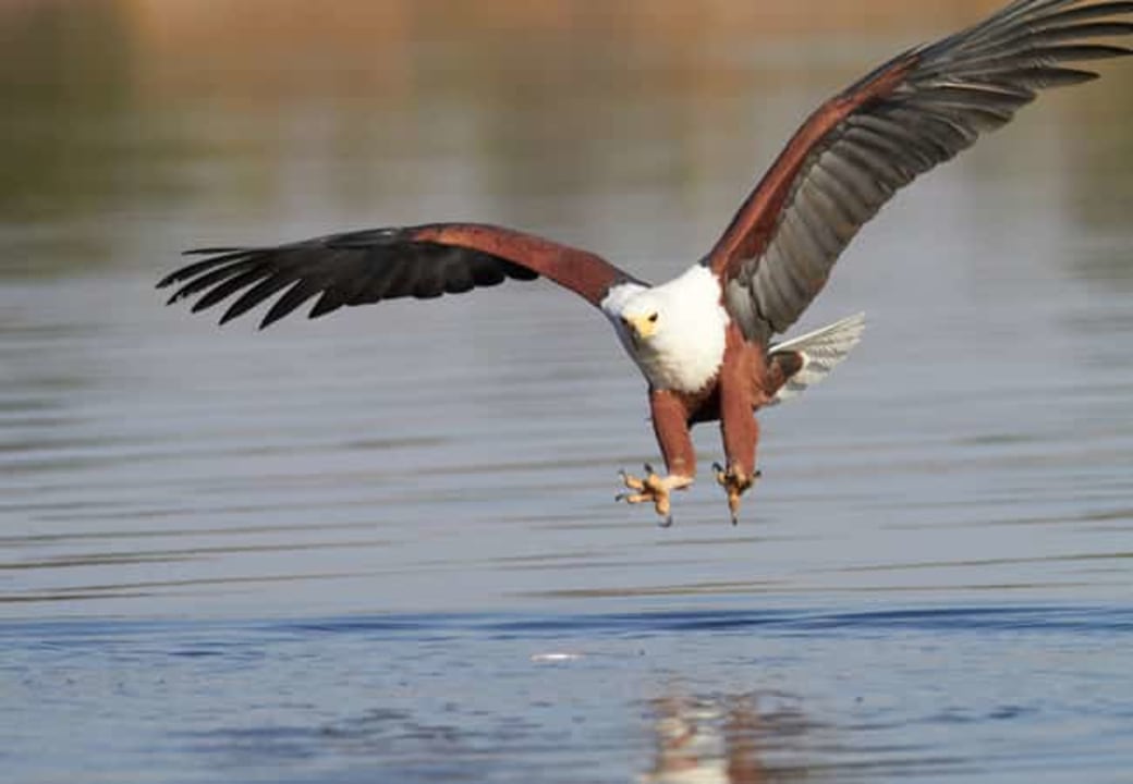 Lake Baringo boat rides, Tuyen hills and Laikipia Escarpment, Lake Bogoria hot springs