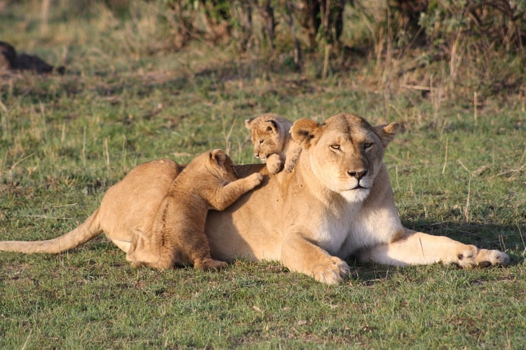Masai Mara, Mara River, Serengeti National Park, Ngorongoro Crater