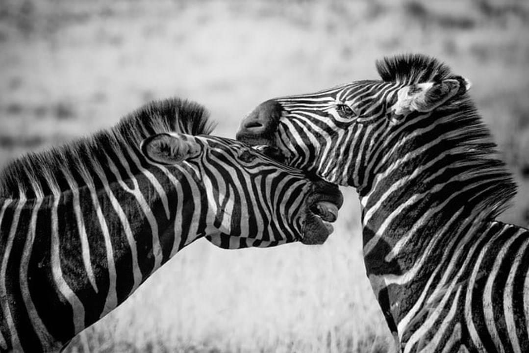 Ngorongoro Crater, Tarangire National Park baobabs and elephant herds, Lake Manyara National Park tree-climbing lions