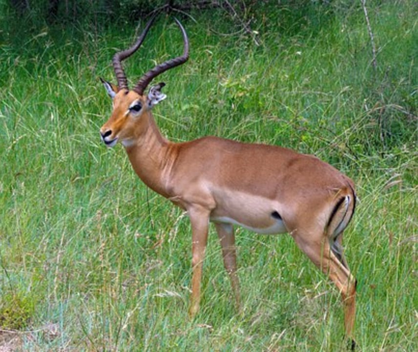 Hluhluwe-Umfolozi Game Reserve, St Lucia Estuary, Pongolapoort Dam
