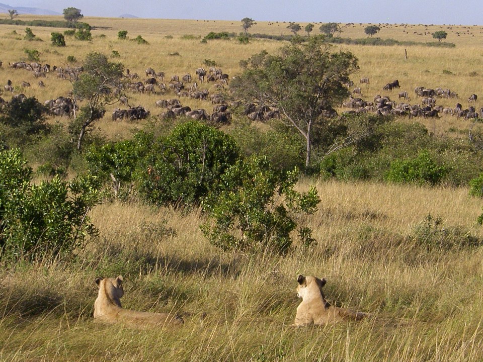 Masai Mara savanna, Great Rift Valley floor, Narok town