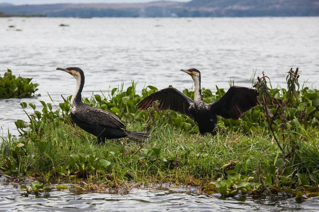 Lake Nakuru shoreline, Lake Naivasha boat waters, Great Rift Valley escarpment, Mount Longonot