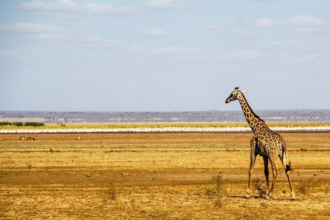 Lake Manyara National Park, Ngorongoro Crater, Tarangire National Park, Great Rift Valley escarpment