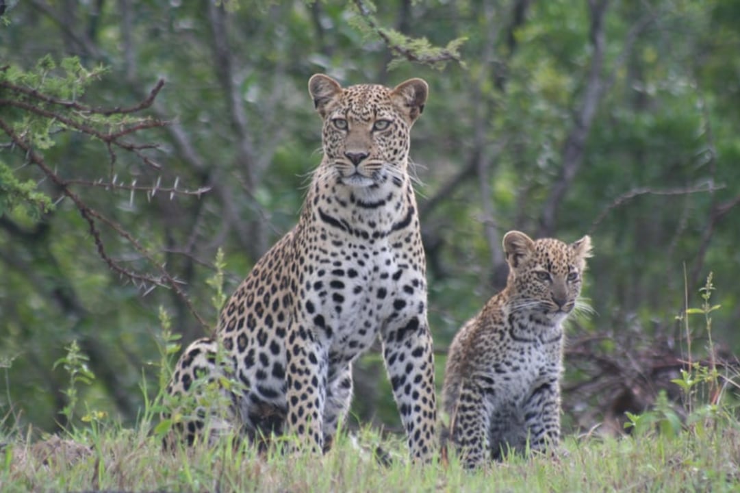 Masai Mara plains, flamingo-bordered Lake Nakuru National Park, Great Rift Valley viewpoints