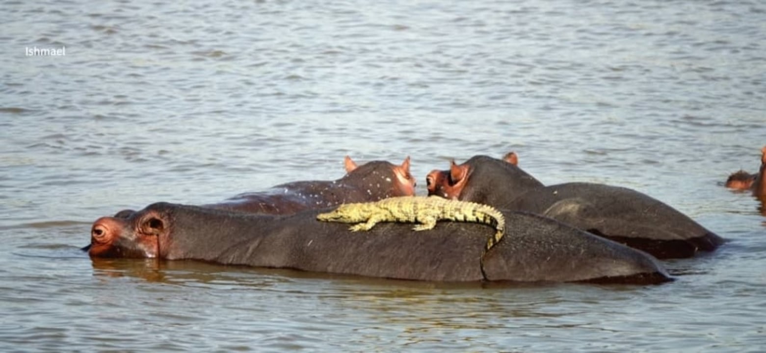 Lower Zambezi National Park, Zambezi River, riverside camp