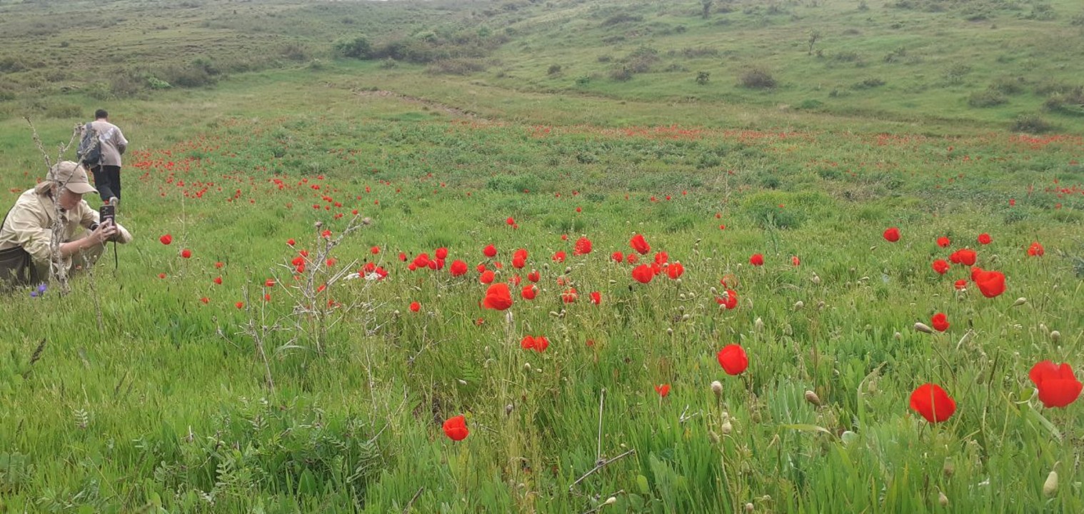Samarkand, Urgut, Zeravshan Mountains, tulip fields