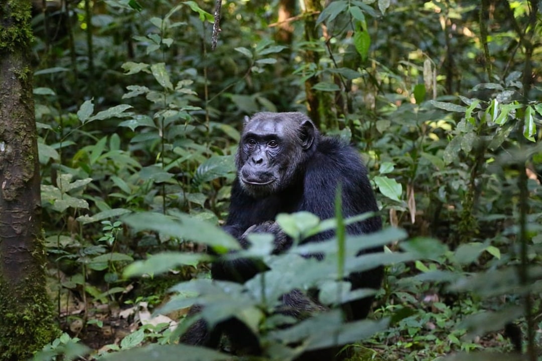 Kibale National Park, Kazinga Channel boat cruise, Bwindi Impenetrable Forest