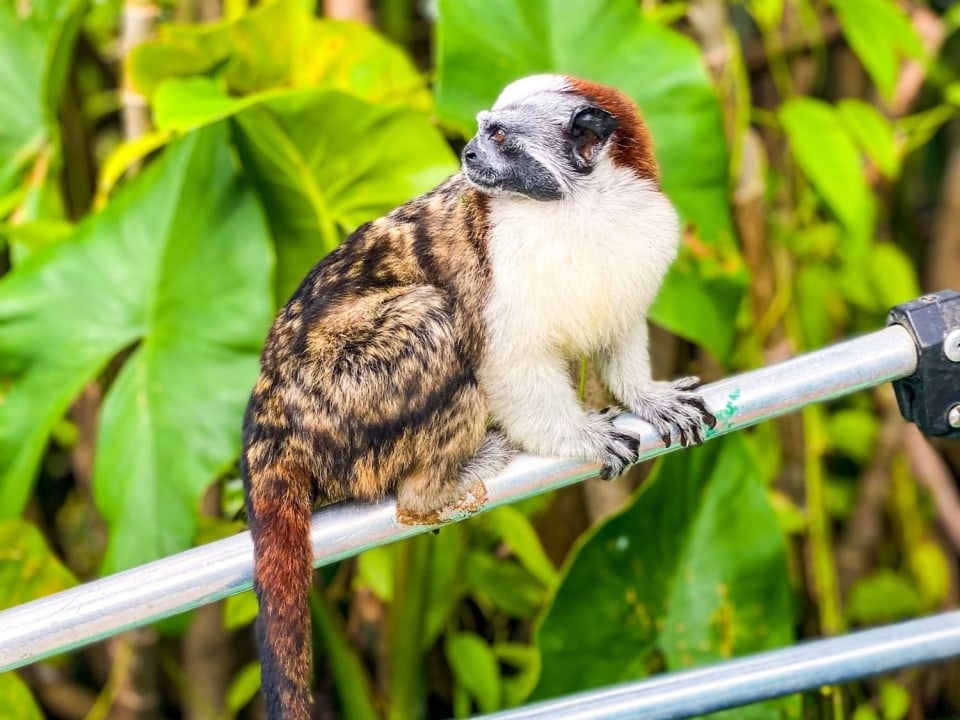 Monkey Island, Gatún Lake, Soberanía National Park
