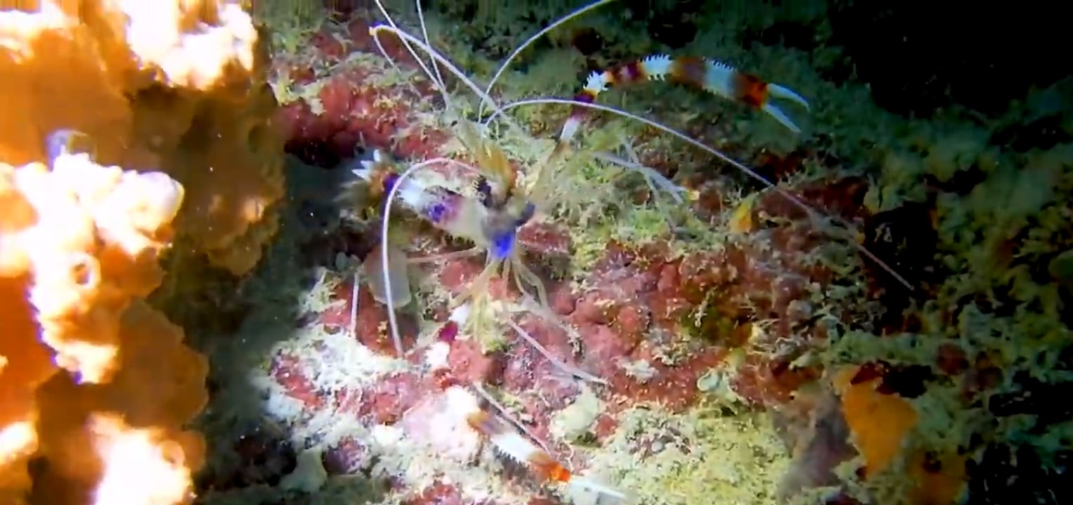 Menai Bay Conservation Area, coral reefs, mangroves, sandbanks